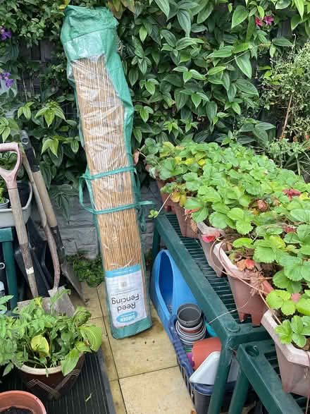 Photo of free Shed clear, out roll of reed fencing 1.5 x 5 metres (Middlewood S6) #2