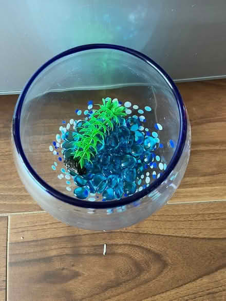 Photo of free Fish Bowl (Yonge/Dundas Area) #2