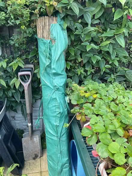 Photo of free Shed clear, out roll of reed fencing 1.5 x 5 metres (Middlewood S6) #1
