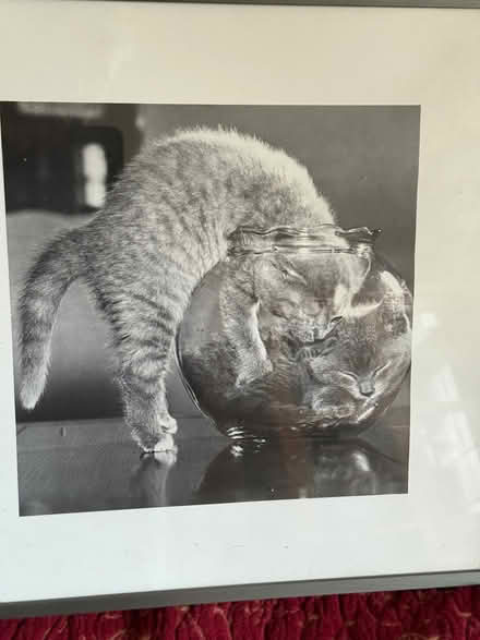 Photo of free Two cat pictures (Juniper Green EH14) #1
