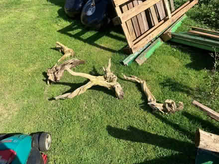 Photo of free Tree roots (Neilston G78) #1