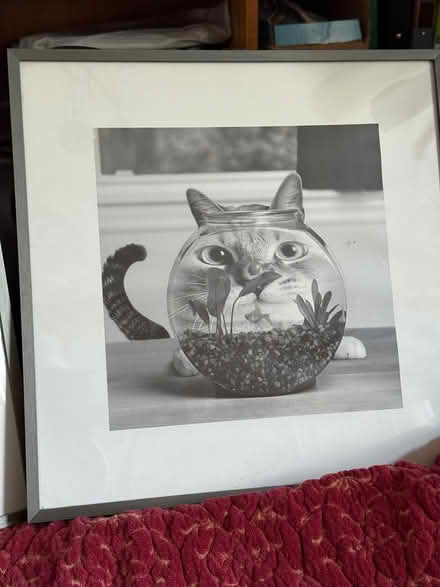 Photo of free Two cat pictures (Juniper Green EH14) #2