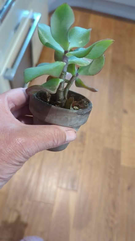 Photo of free 3 Houseplants, 2 succulents & an aspidistra (Westgate LA3) #2