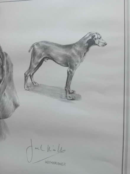 Photo of free Large print of a Weimaraner by Joel Kirk (Hillingdon UB10) #3