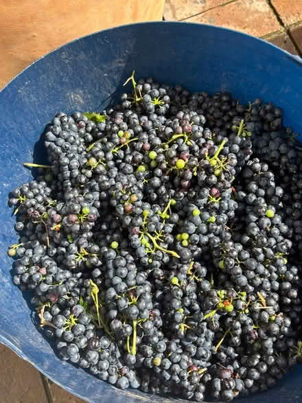 Photo of free Grapes (Blackmore end wheathampstead) #2