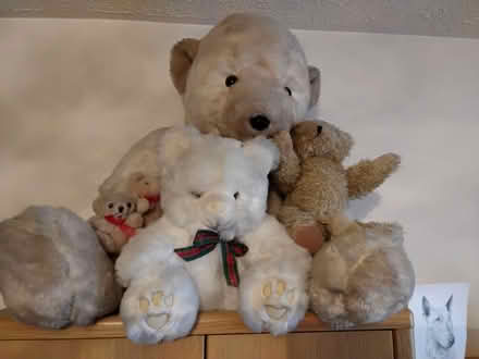Photo of free Teddy Bears (Cambridge CB1) #1