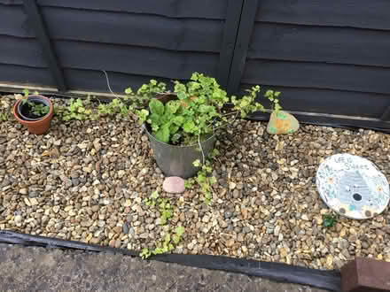 Photo of free Plants in pots (Forfar DD8) #2