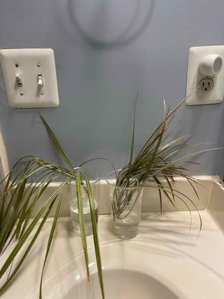 Photo of free Cuttings of dracaena bicolor plant (Piney Orchard) #1