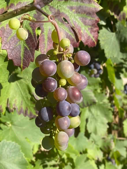 Photo of free PYO Grapes for Winemaking (Prestwood HP16) #4