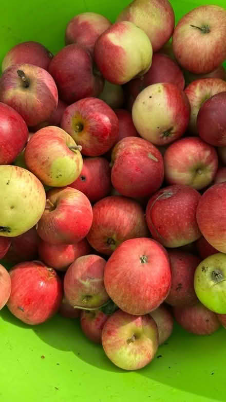 Photo of free Apples - good for eating (Lexden CO3) #1
