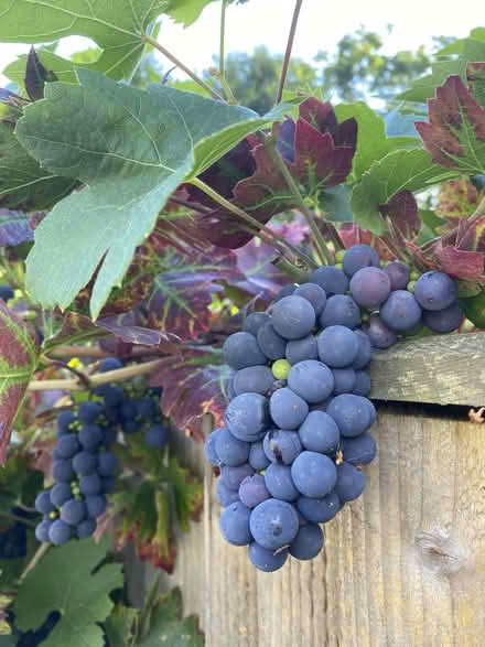 Photo of free PYO Grapes for Winemaking (Prestwood HP16) #3