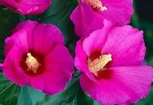 Photo of free Hibiscus Plants & white Lilac (Eastbourne BN21) #3