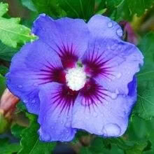 Photo of free Hibiscus Plants & white Lilac (Eastbourne BN21) #2