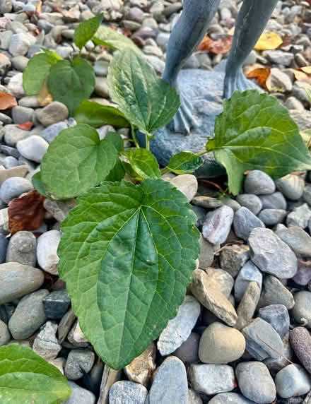Photo of free Purple cone flower (Belle mead) #1