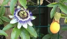 Photo of free Passion Flower Plants (Eastbourne BN21) #1