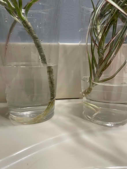 Photo of free Cuttings of dracaena bicolor plant (Piney Orchard) #2