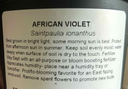 Photo of free African Violet pups (Ballard) #2