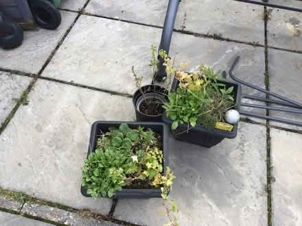 Photo of free Plants in pots (Forfar DD8) #1