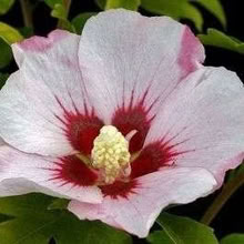 Photo of free Hibiscus Plants & white Lilac (Eastbourne BN21) #1