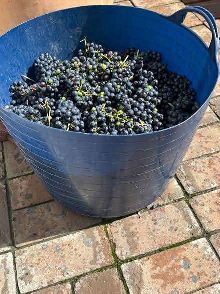 Photo of free Grapes (Blackmore end wheathampstead) #1