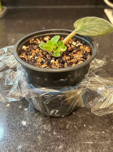 Photo of free African Violet pups (Ballard) #1