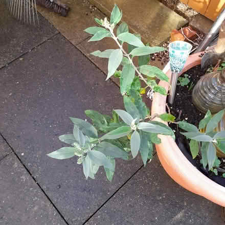 Photo of free Small buddleia plant (ST17 Baswich, Stafford) #1