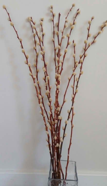 Photo of free Dried Pussywillow branches (94087) #1