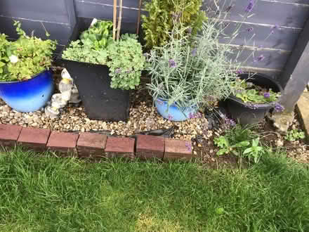 Photo of free Plants in pots (Forfar DD8) #3