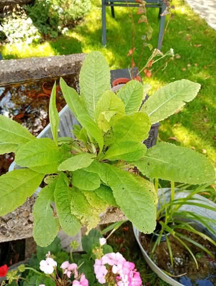 Photo of free Teasle plants. Last chance. (Temple Cowley OX4) #1