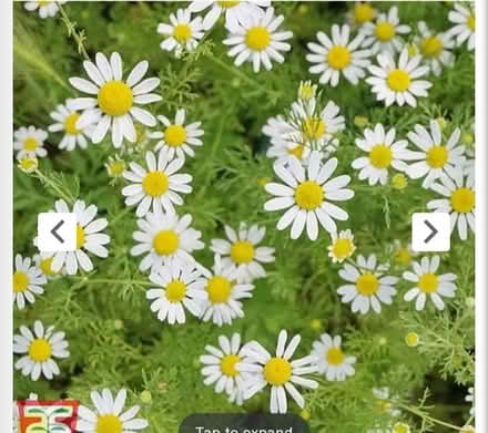 Photo of Chamomile plant (Purley CR8) #1