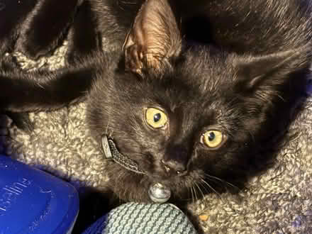 Photo of Cat litter and cat food (Reading RG2) #1