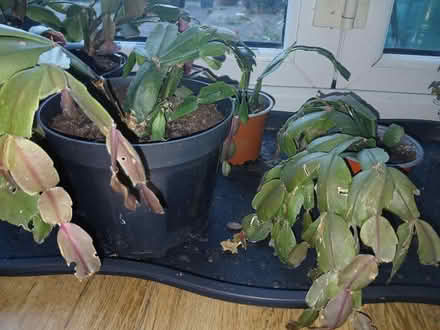 Photo of free Thanksgiving Cactus Plants (Saltaire BD18) #1