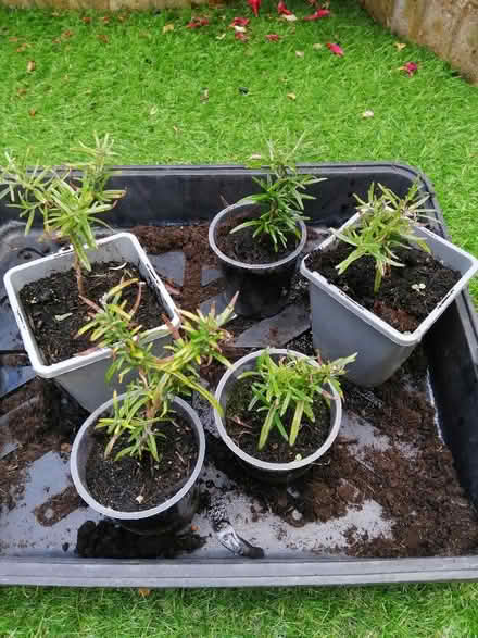 Photo of free Rosemary plants (Rainham Mark ME8) #1