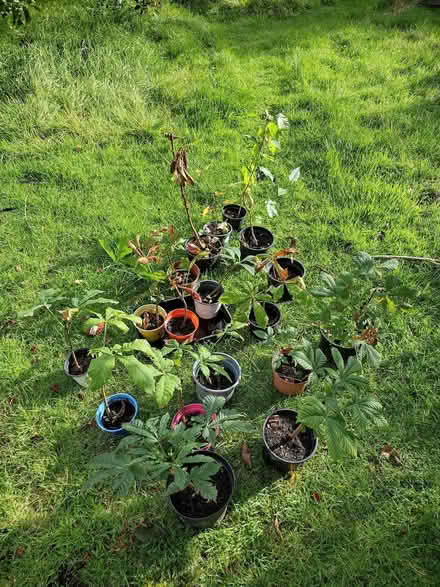 Photo of free Tree saplings (Allithwaite LA11) #1