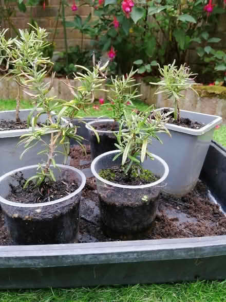 Photo of free Rosemary plants (Rainham Mark ME8) #2