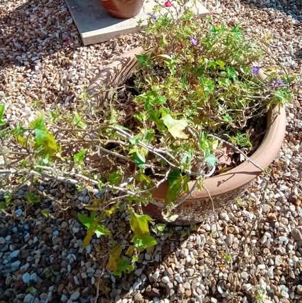 Photo of free Large stone pot with ivy (Orton Goldhay) #1