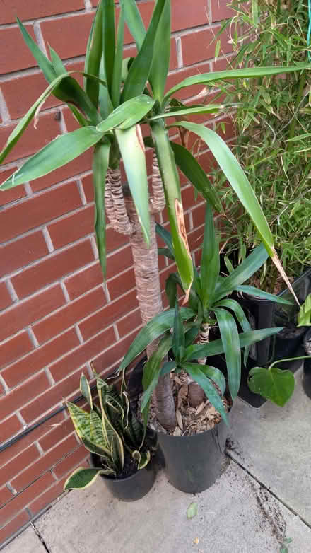 Photo of free Large yukka tree and snake plant. (Belle Vue WF1) #2