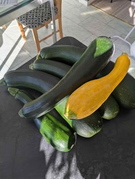 Photo of free Marrow x6 (Roffey) #1