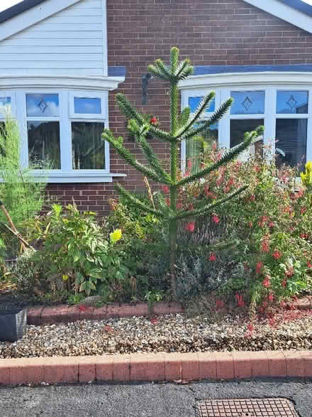Photo of free Monkey Puzzle Tree (Atherton M46) #1