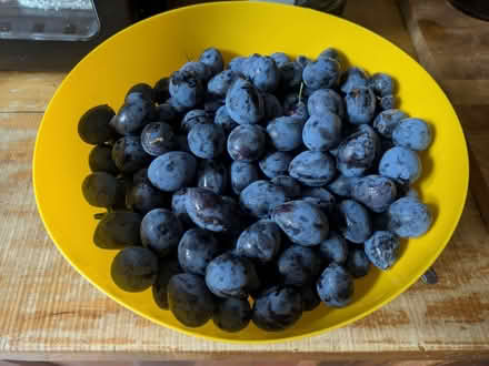Photo of free Apples (damsons all claimed) (Bradley ST18) #1
