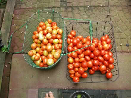 Photo of free Heinz 2653 Paste Tomato - Organic (Upper Red Hook, NY) #1