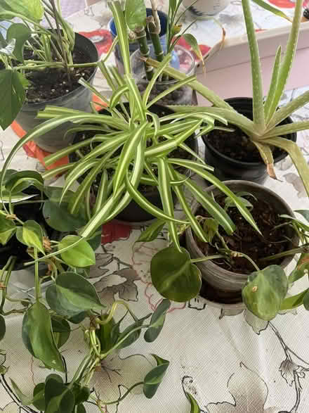 Photo of free Housse plants (Jackson) #1