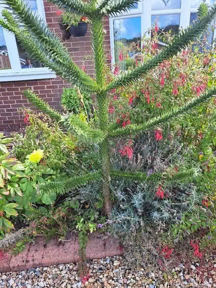 Photo of free Monkey Puzzle Tree (Atherton M46) #2
