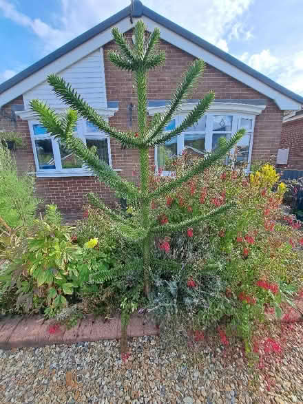 Photo of free Monkey Puzzle Tree (Atherton M46) #3