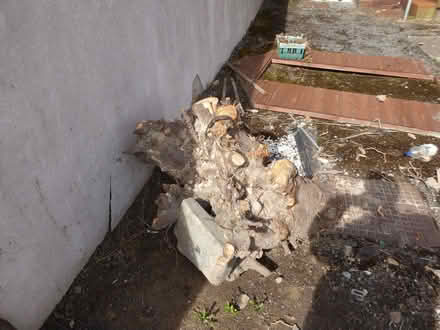 Photo of free Tree stumps (Firth Park S5) #4