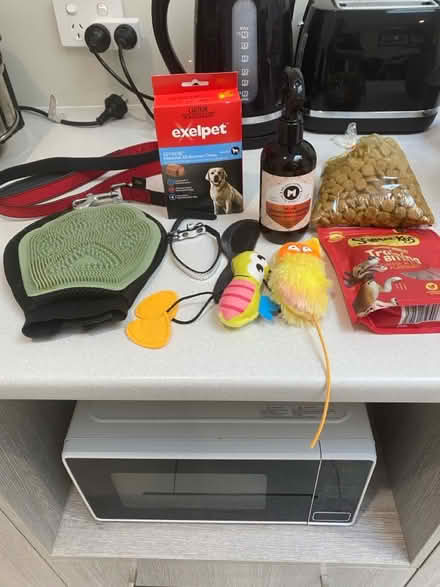 Photo of free dog/puppy bundle (Canberra/Queanbeyan) #1