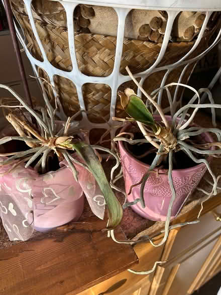 Photo of free Orchids (SE Downers Grove) #1