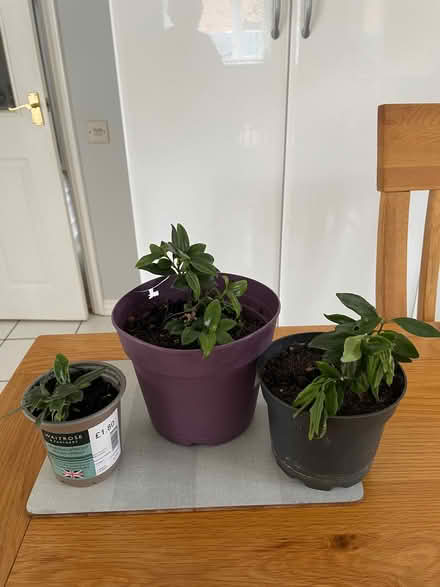 Photo of free Sarcococca Regrowth Plants (Oakhurst SN25) #1