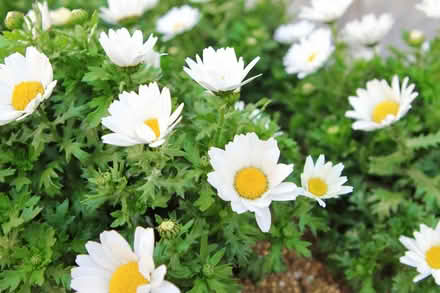 Photo of free Feverfew plants (Woking GU21) #1
