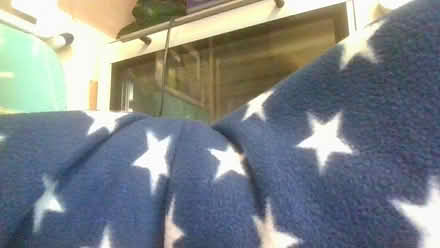 Photo of free 7 dog/cat winter blankets (BA2) #3